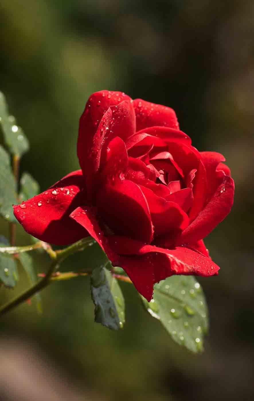  Der Zauber der roten Rose