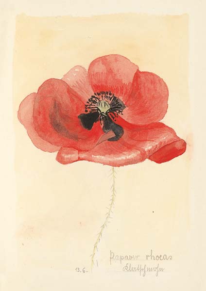 Klappkarte - Der Mohn ist voll von Freude Klappkarte - Der Mohn ist voll von Freude