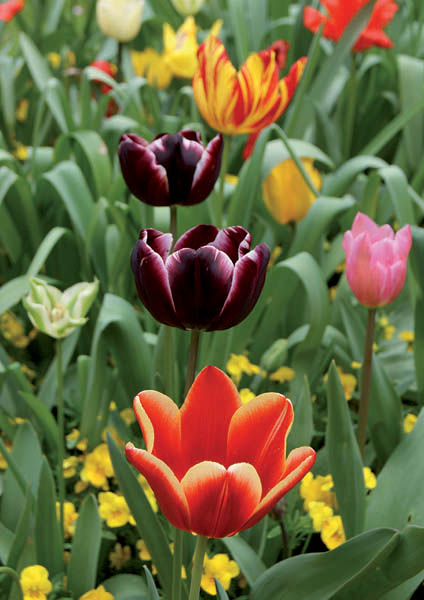 Klappkarte - Blumensegen Klappkarte - Blumensegen