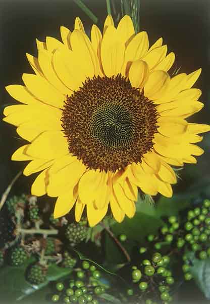 Klappkarte - Sonnenblume