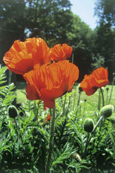 Klappkarte - Klatschmohn